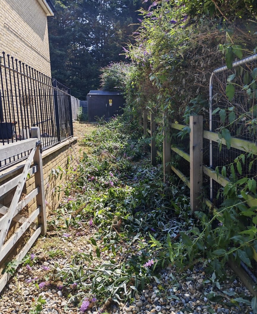A communal side alley overgrown with buddleia and weeds coming through the gravel