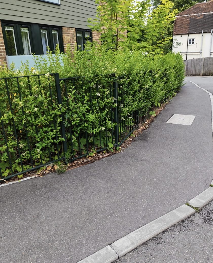 A shrub run cut back tight to the railings with the path clear
