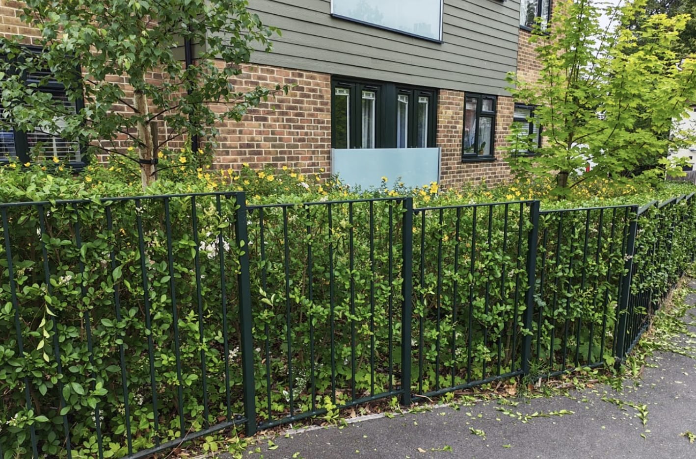 Shrubs growing through railings and out over a footpath