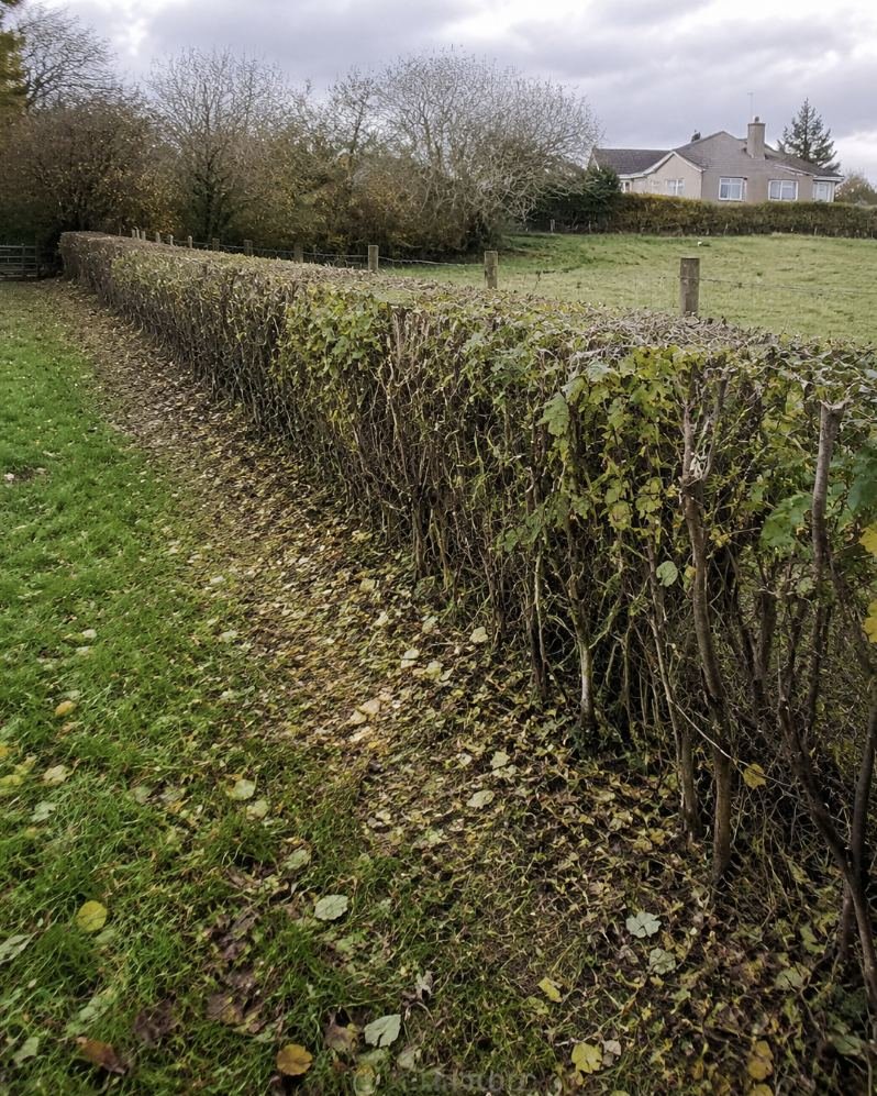 A field boundary hedge cut back hard along the full run